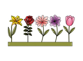 garden of cute flowers vector illustration design