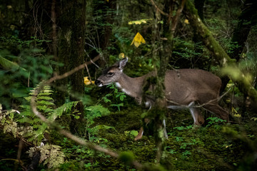 Sitka Blacktail deer on the move
