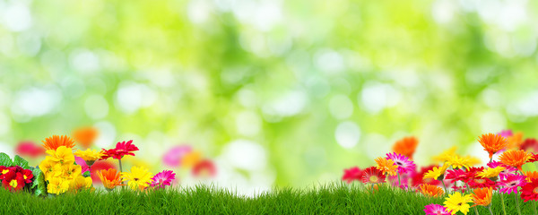 Frühling Hintergrund Blumen