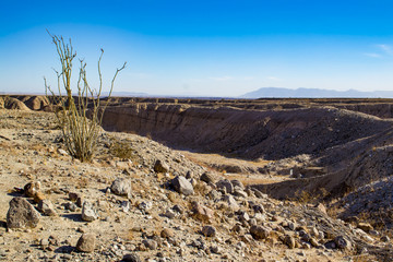 Lone Ocotillo Reaching up to the Blue Sky in front of a Gorge in the Anza Borrego Desert State Park
