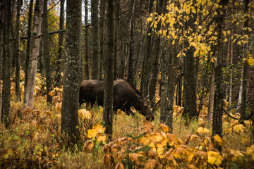 Moose in Autumn