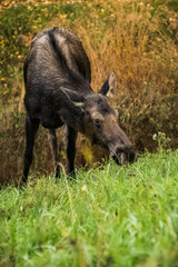 Moose in Autumn II