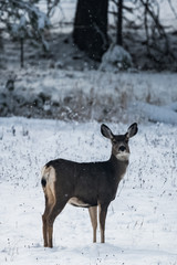 Mule Deer in Winter I
