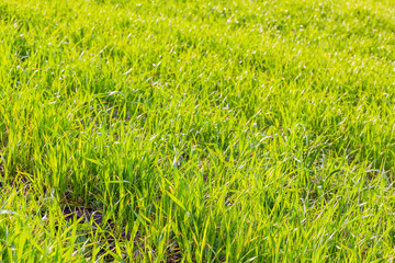 Green shoots of winter wheat in the field, close-up