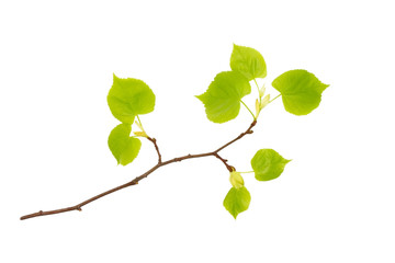 Obraz premium A front photo of spring linden tree branch isolated on white. Spring Easter twigs. Place for text, copyspace.