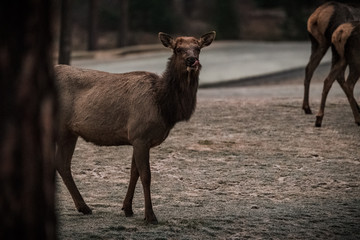Elk at Lunch