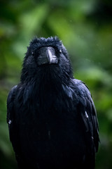 Cocky Raven