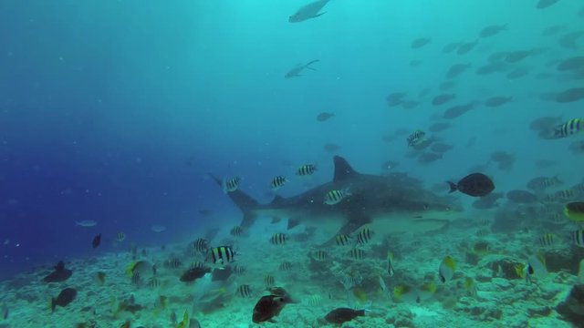 Tiger Shark swim over reef 
