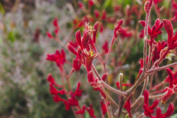 Anigozanthos, Kangaroo Paw, Native Australian Grass