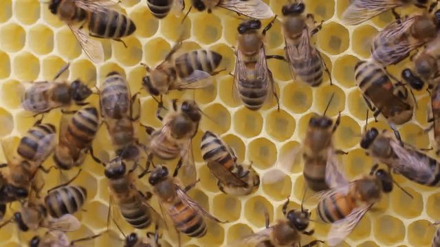 Bees complete work on creating honeycombs 