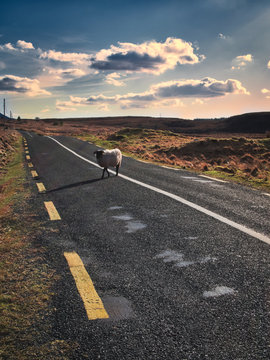 Oveja andando a trav&eacute;s de la carretera en Irlanda