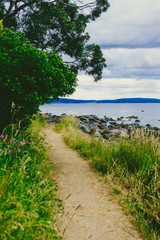 detail view of Tasmanian beach with rocks and bush trees