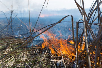 burns dry grass and reeds