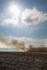 Cleaning the fields of the reeds and dry grass. Natural disaster. Burning dry grass