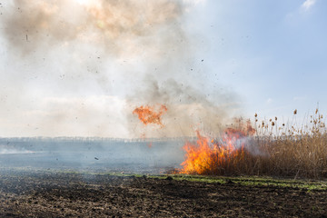 Cleaning the fields of the reeds and dry grass. Natural disaster. Burning dry grass