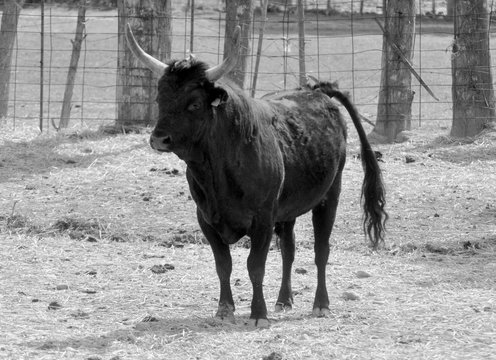 Taureau de Camargue