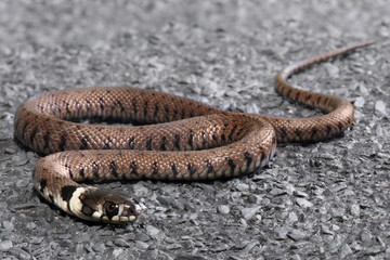 Schlange, Reptil braun ist harmlos und am kriechen auf der Straße
