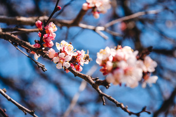 cherry blossom branch