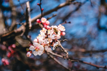 A bee pollinates a sprig of flowering apricot