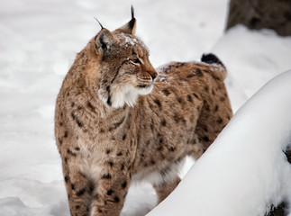 Lookig around Lynx on snow the white background © MaxBlank