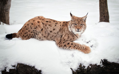 Relaxed Lynx lying on snow on the white background