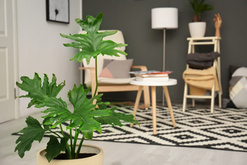 Tropical plant with green leaves in stylish room interior