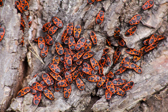 The rump (Pyrrhocoris apterus, the earlier name of the wingless rudder - apterus means "wingless") is a widespread type of plaice in Central Europe