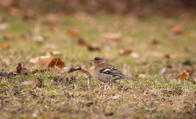 Fringilla coelebs (Fringilla coelebs) is a small vocalist from the family of Flemish Foxes. It is widespread, occurring in all continents of the Eastern Hemisphere, and due to its frequent occurrence 