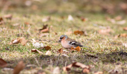 Fringilla coelebs (Fringilla coelebs) is a small vocalist from the family of Flemish Foxes. It is widespread, occurring in all continents of the Eastern Hemisphere, and due to its frequent occurrence 
