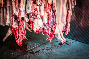 half dead bloody pigs hanging in a slaughterhouse after killed from a butcher