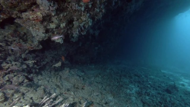 Life under cornice coral reef
