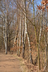 Fototapeta premium Trees