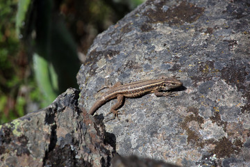 Kleine Kanareneidechse (Gallotia caesaris)