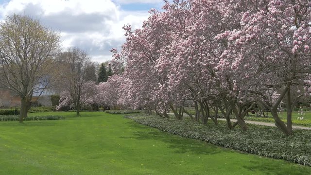 Magnolia trees in a park