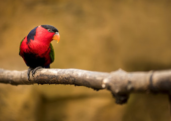 Parrot Lorius lory sits on a branch and watches