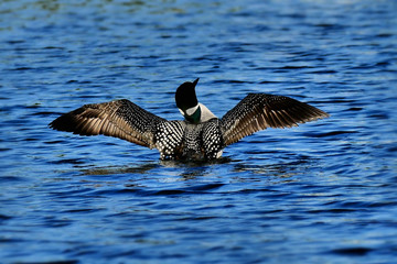 Common loon or great northern diver - Gavia immer - flapping wings while swimming in a lake.