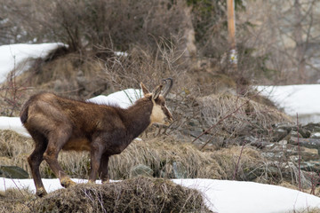 chamois hounds grass in the snow. Chamois walks in the snow