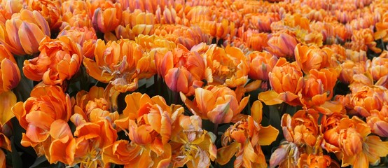 open blossomTulips flowers photographed from above as panorama picture in orange purple color