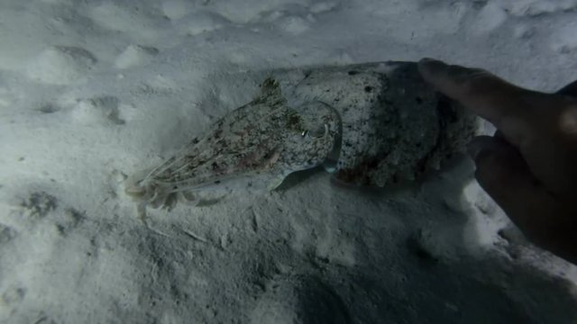 A man is stroking a Pharaoh Cuttlefish over sandy bottom in the night (close-up)
