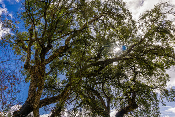 Obraz premium Tree branches against a cloudy sky