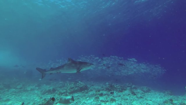Tiger Shark - Galeocerdo cuvier swim over reef 
