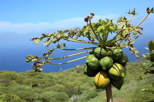 Papaya (Carica papaya), Melonenbaum, Papayabaum