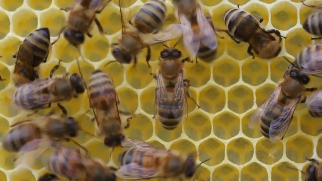 Bees complete work on creating honeycombs.
For deposition of queen eggs, placement of bees pollen and nectar bees build honeycomb.
