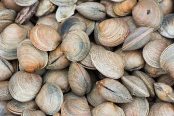 Close up on fresh clams at Valdivia market in Chile, South America. Seafood concept