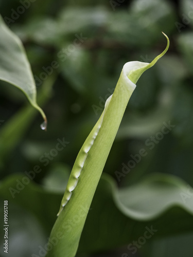 Calla Lily Bud Stock Photo And Royalty Free Images On Fotolia Calla Lily Bud