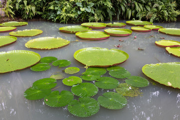 Amazonian Victoria Regia, the largest aquatic plant in the world floating on a river in the Amazon.