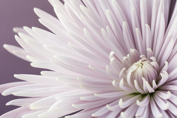 Fototapeta premium Spider Mum 
