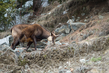 chamois hounds grass in the snow. Chamois walks in the snow