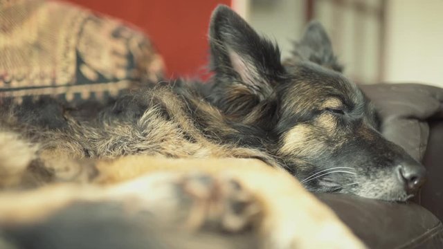 Portrait of Sleepy German Shepherd Dog Lying on Sofa