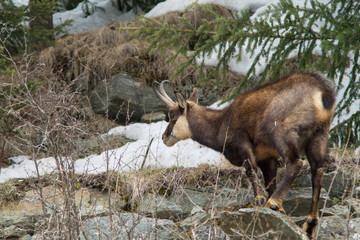 chamois hounds grass in the snow. Chamois walks in the snow